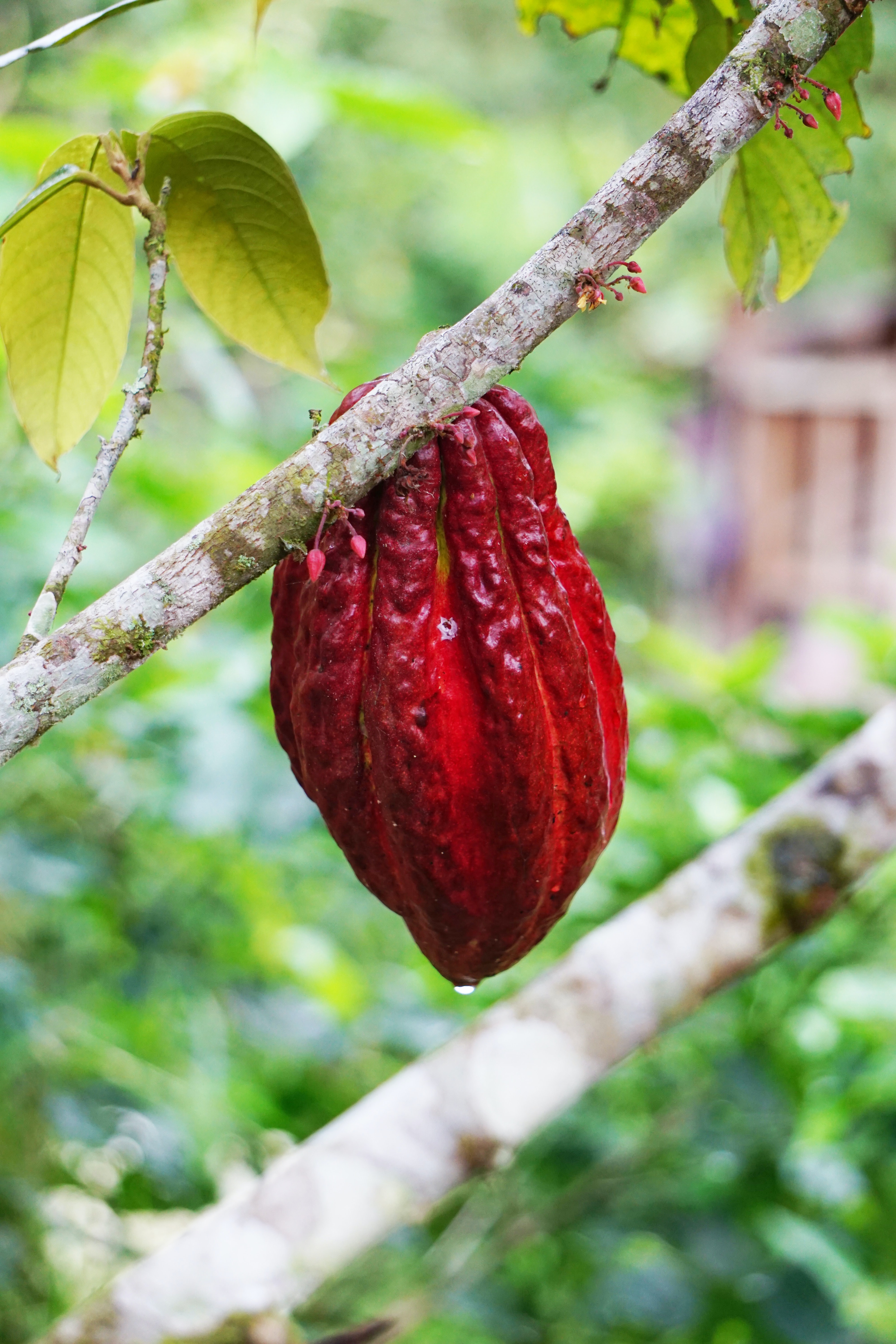 Cabosse cacao